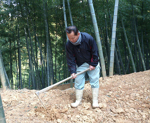 藤原竹工房の農園