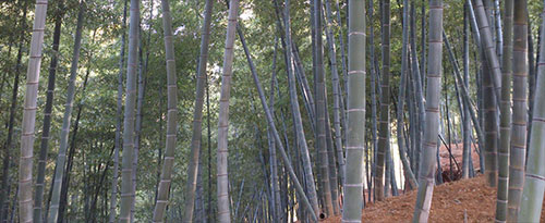 藤原竹工房の竹林