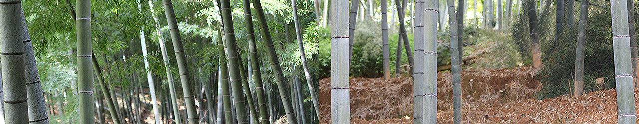 貝塚市木積の竹林風景